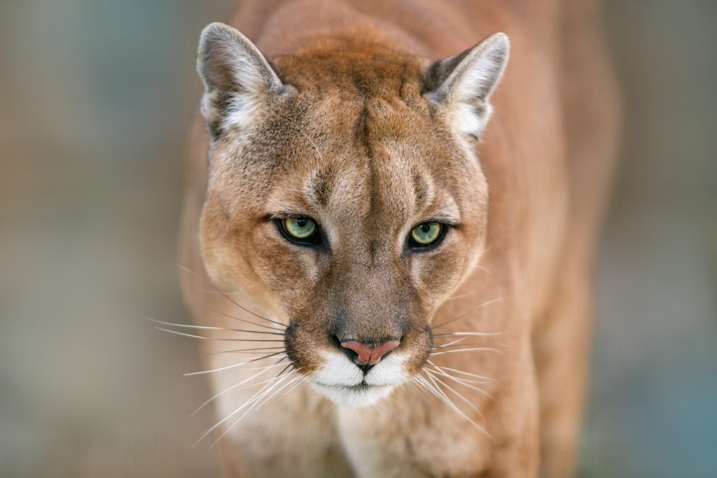 Supersonische snelheid borst markering Puma – tajemniczy „lew” Nowego Świata - Trzy Koty
